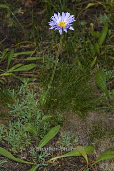 erigeron glacialis var glacialis 13 graphic